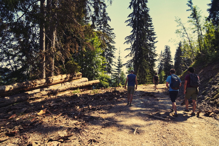A Hike Through the Forest