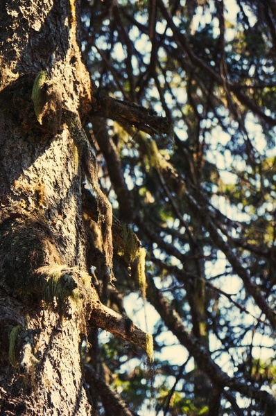 Vibrant Forest Flora