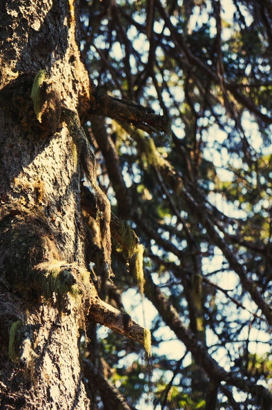 Vibrant Forest Flora