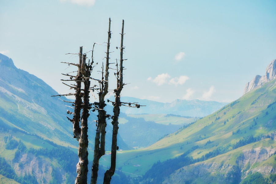 Peaceful Alpine Trail: The Journey Continues