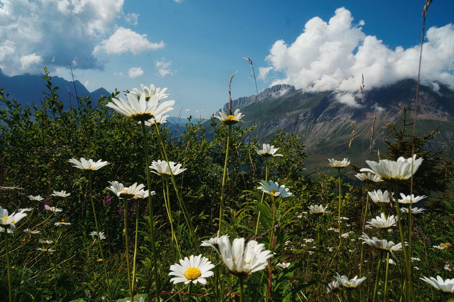 Serene Alpine Meadow with Wildflowers
