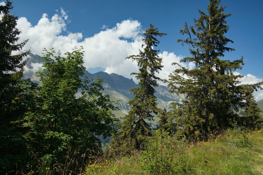 Serene Alpine Landscape with Pine Forests and Snow-Capped Peaks