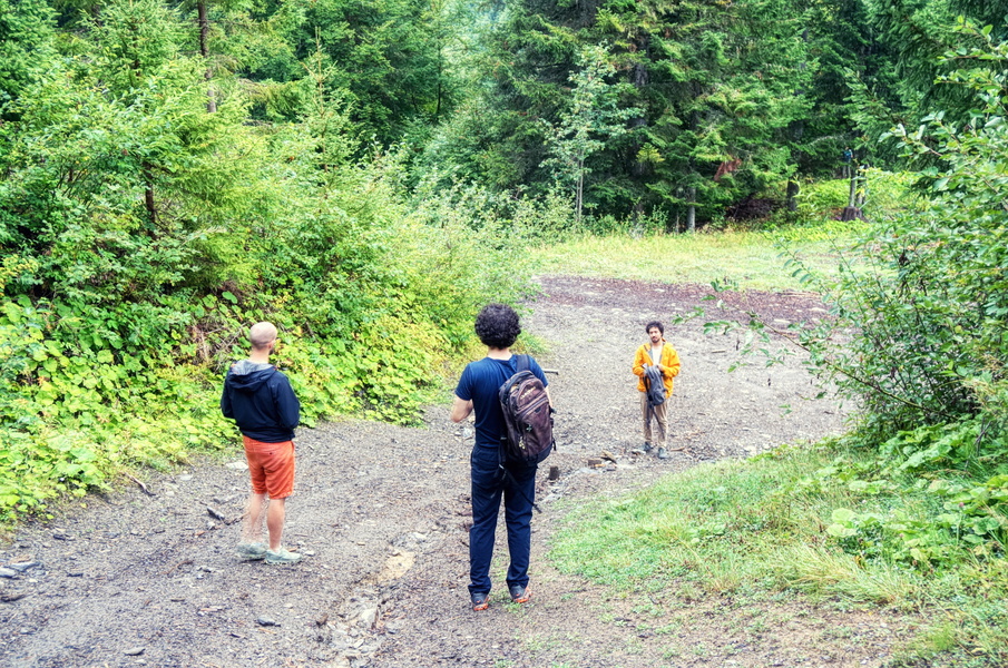 Exploring the Forest Path