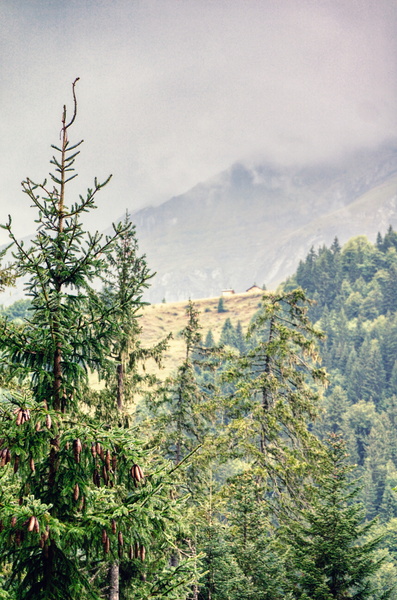 Serene Forest Scenery