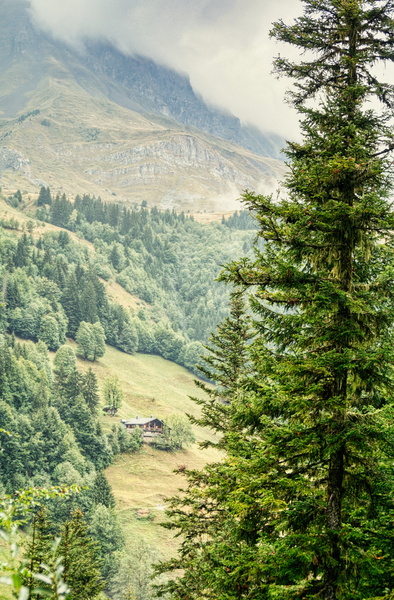 Peaceful Alpine Forest in the Mountains of France