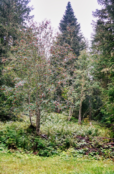 Autumn Tree in a Forest
