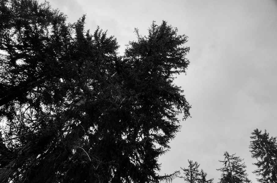Whispers of the Forest