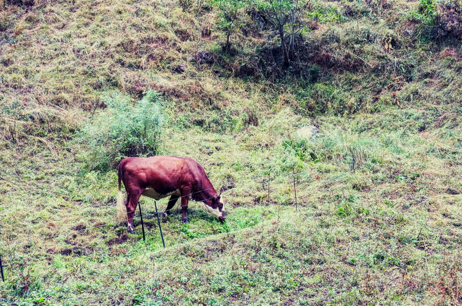 Tranquil Pastoral Scene with Cow