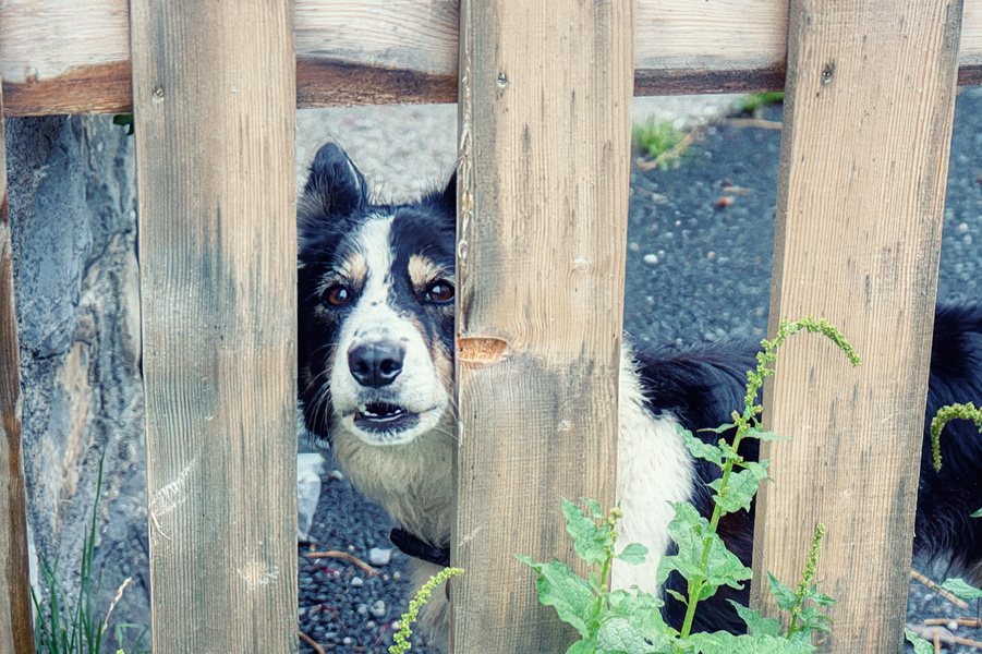 A Curious Collie Through the Fence