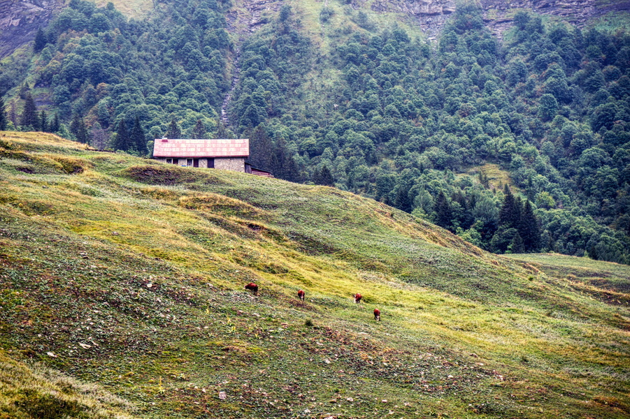 Serene Pastoral Scene