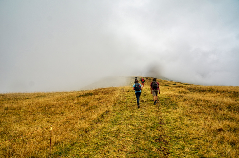 A Serene Journey Through a Foggy Field
