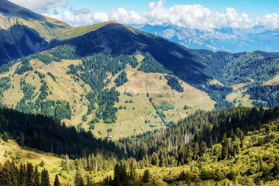 A Spectacular View of a French Alpine Valley with a Patch of Wildflowers and Green Pastures