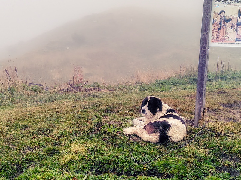 Tranquility Amidst Rain: A Sheepdog Resting on a Misty Mountain
