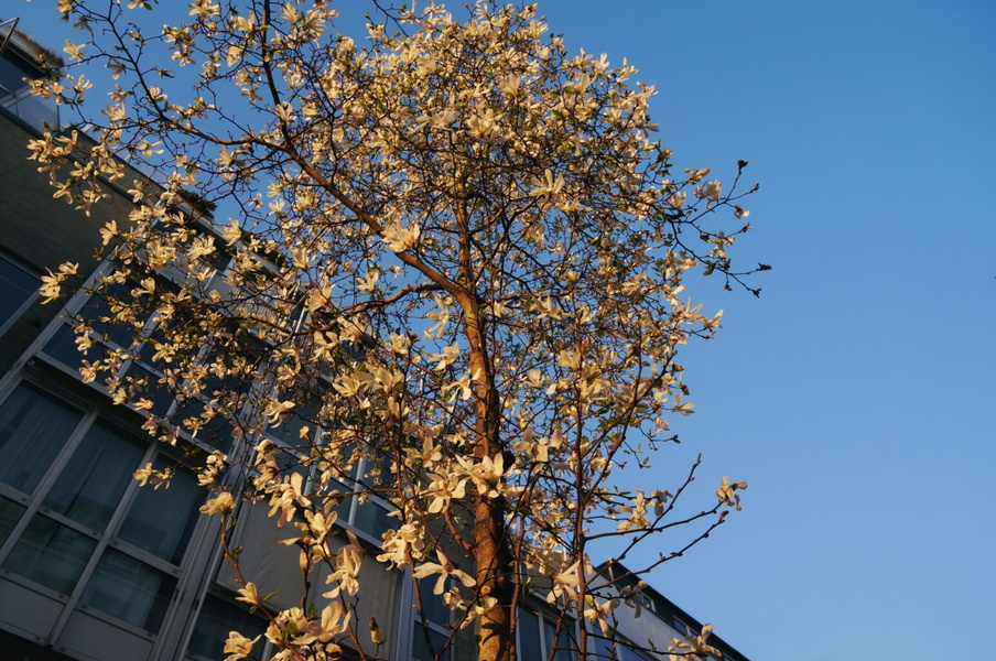 Blossoming Spring in Köln - A Snapshot of Urban Nature