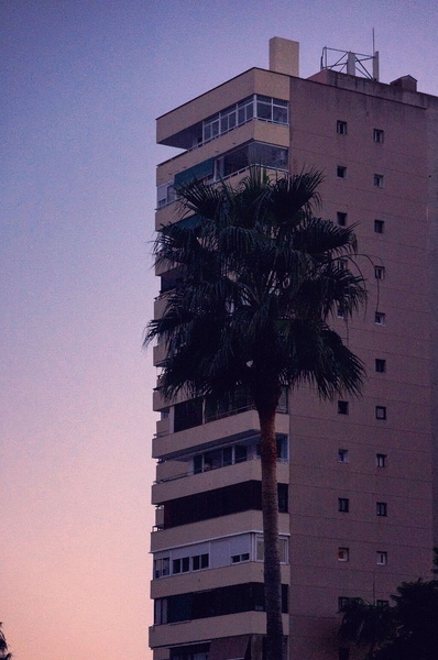 Tranquil Malaga Evening Scene with Palm Tree and Building