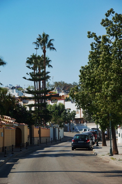 Serene Malaga Street with Palm Trees
