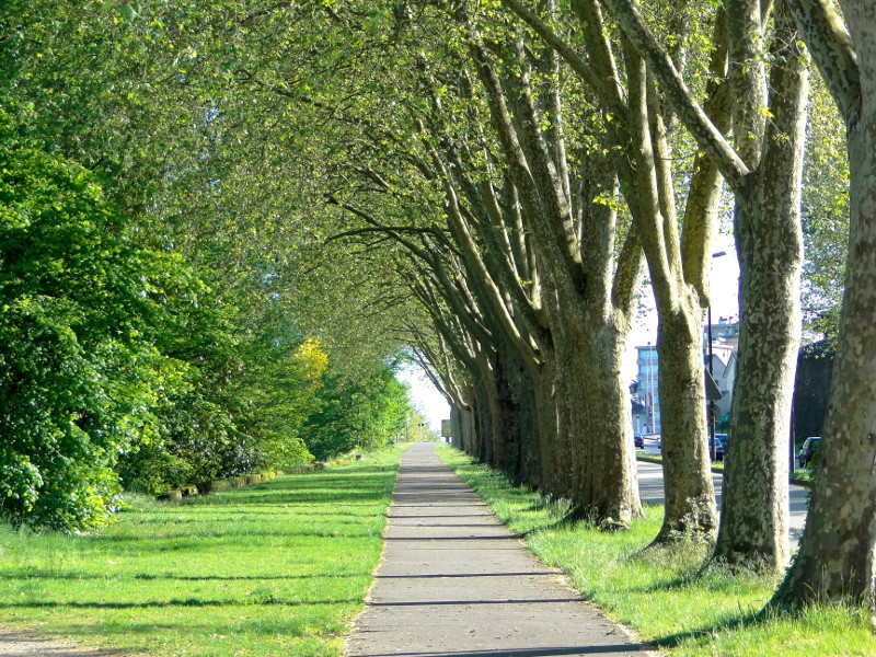 Serene Tree-lined Avenue in Limoges, France