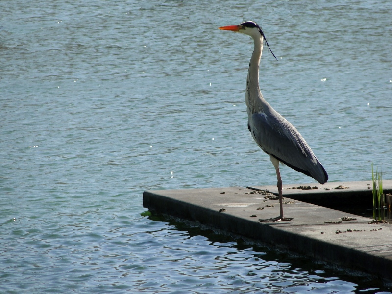 Heron Standing on a Dock