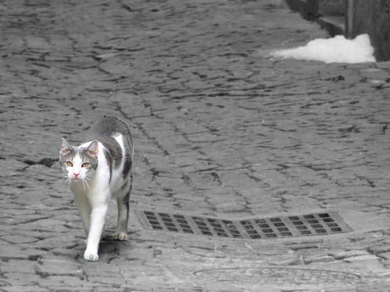 An Adventurous Feline Strides Confidently on a City Street