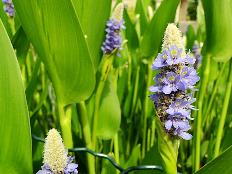 Vibrant Blossoms in a Serene Garden