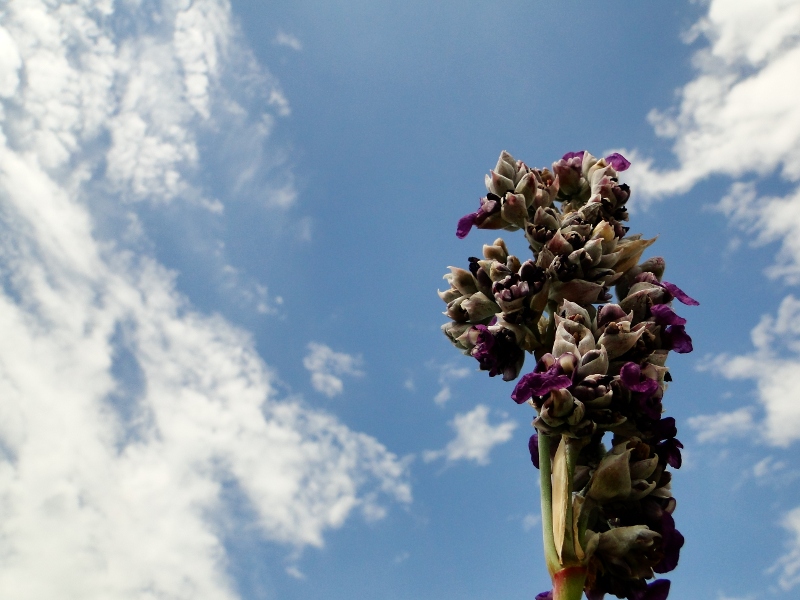 Lavender Field in Full Bloom Under a Cloudless Sky