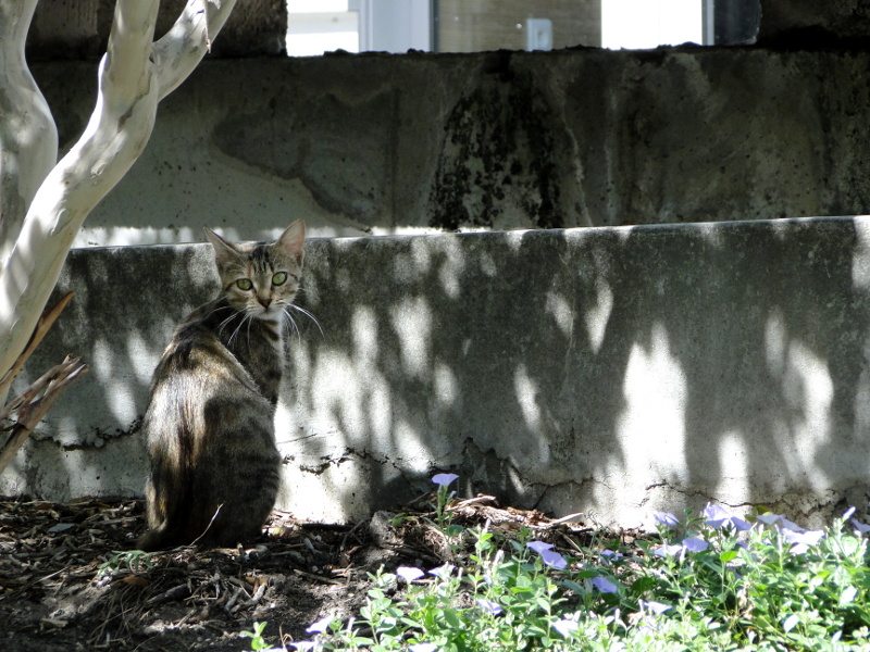 A Curious Cat in a Sunlit Patio