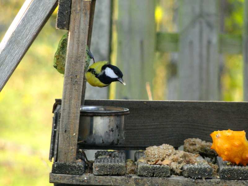 Backyard Bird Feeder