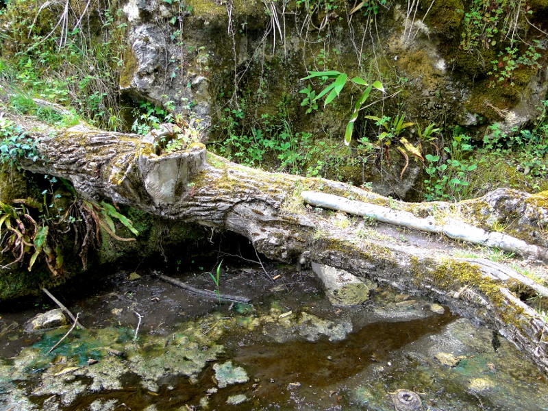 Natural Beauty: A Serene Scene of a Stone Bridge in the Wilderness