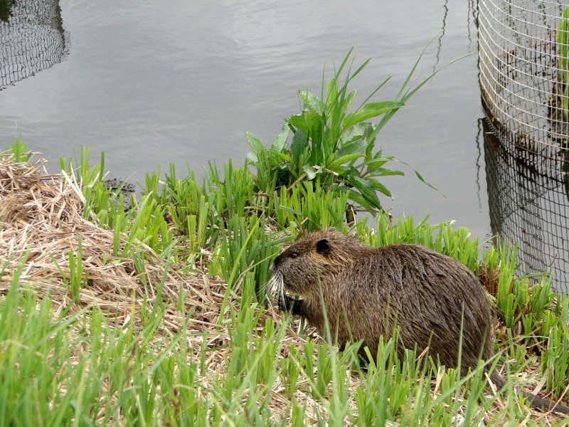 A Beaver in its Habitat