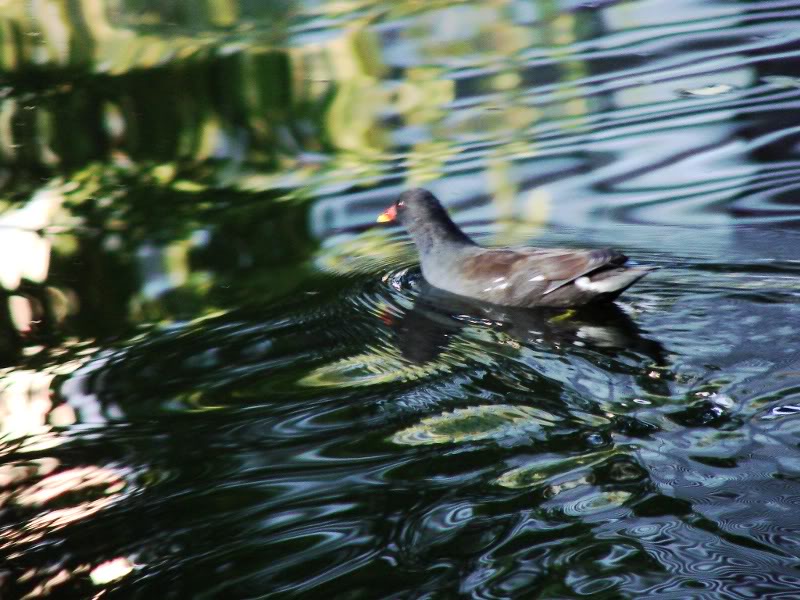 Peaceful Moment with a Duck