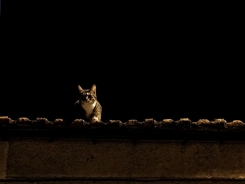 A Cat Perched on a Roof Top