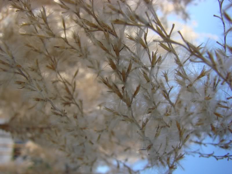 Nature's Beauty: Close-Up Flower in Full Bloom